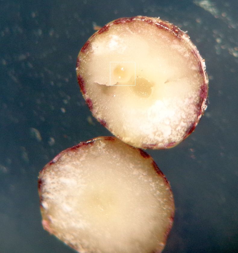 galle di generazione agamica di Neuroterus anthracinus, Cynipidae (ex Andricus ostrea)